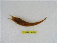 藏品(東方黃魴)的圖片